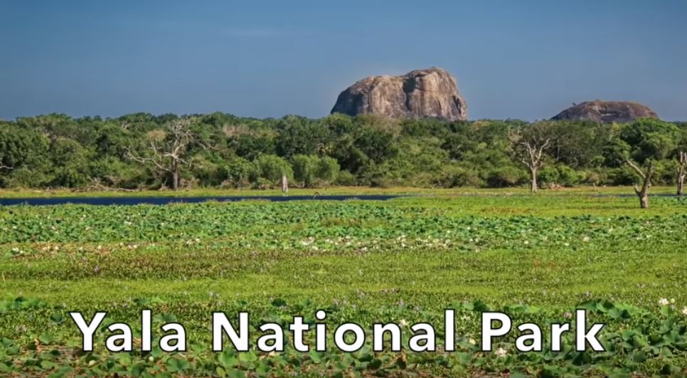 yala national park